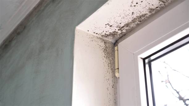 Best Commercial Mold Remediation in Roland, OK