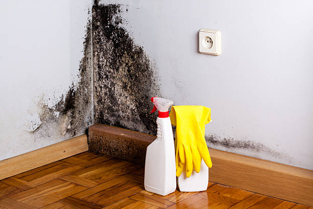 Best Basement Mold Remediation in Roland, OK